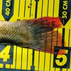 Spro Ruler 150cm 6 Spro Ruler 150cm -Spro Winkel 3979834Spro Ruler 150cm 2