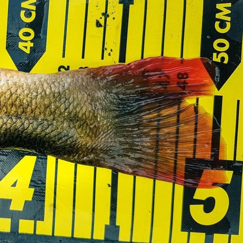 Spro Ruler 150cm 3 Spro Ruler 150cm - Afbeelding 3